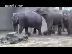 A lustful elephant attempting to entice his fellow zookeepers in amateur sex film